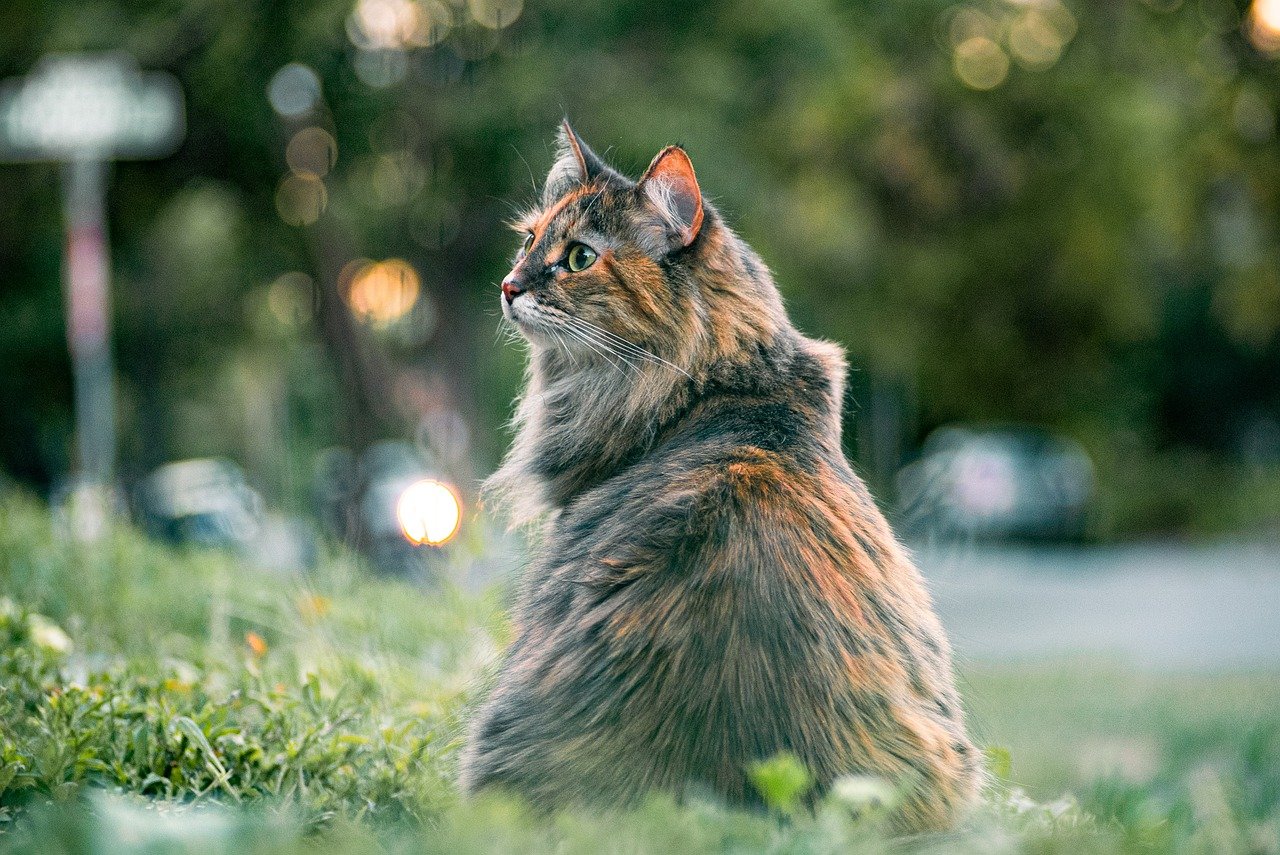 Understanding the Best Exercise for Senior Cats